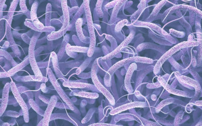 Vibrio Outbreaks: What They Are and How to Stop Them